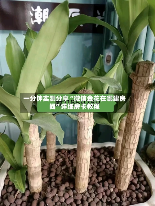 一分钟实测分享“微信金花在哪建房间”详细房卡教程-第2张图片