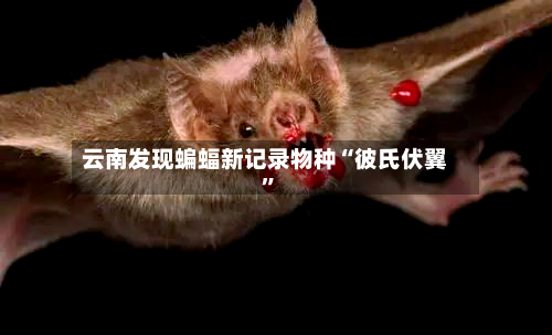 云南发现蝙蝠新记录物种“彼氏伏翼”-第2张图片