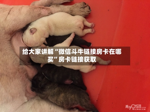 给大家讲解“微信斗牛链接房卡在哪买”房卡链接获取-第2张图片