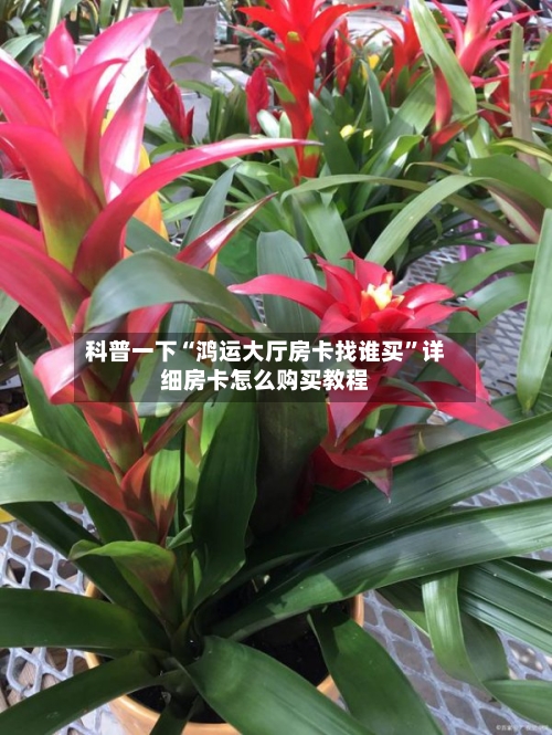 科普一下“鸿运大厅房卡找谁买	”详细房卡怎么购买教程-第3张图片