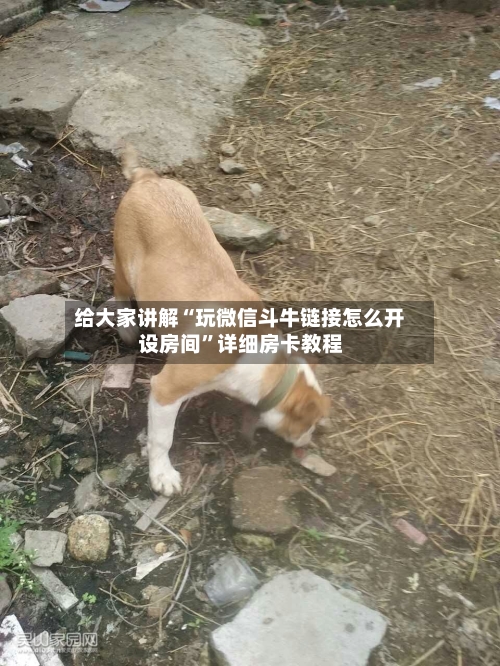 给大家讲解“玩微信斗牛链接怎么开设房间”详细房卡教程-第2张图片