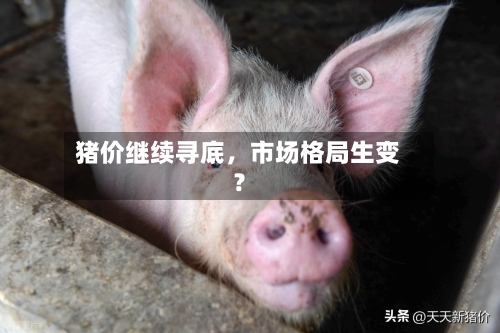 猪价继续寻底	，市场格局生变？-第1张图片