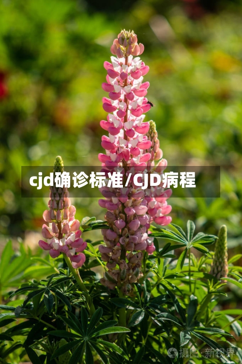 cjd确诊标准/CJD病程-第3张图片