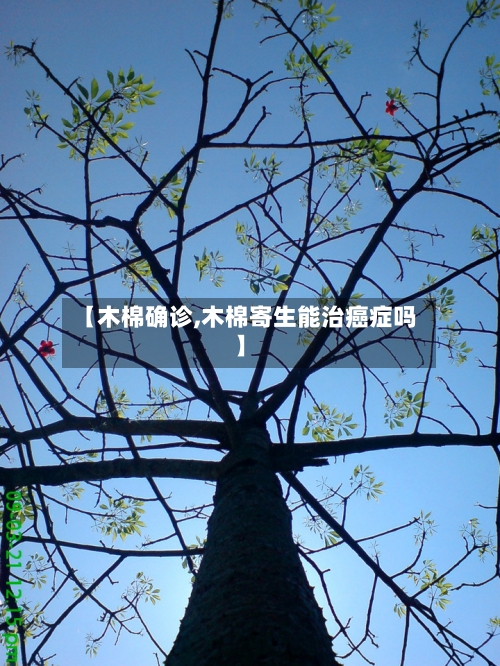 【木棉确诊,木棉寄生能治癌症吗】-第2张图片