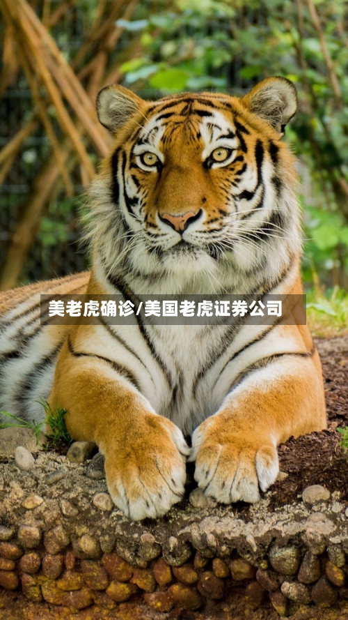 美老虎确诊/美国老虎证券公司