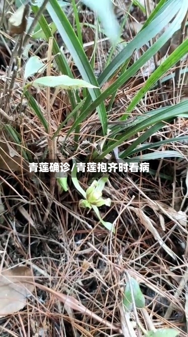 青莲确诊/青莲抱齐时看病-第3张图片