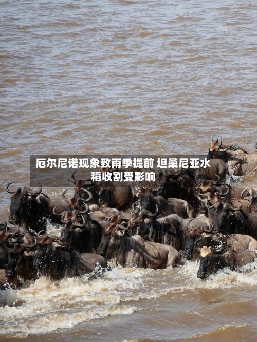 厄尔尼诺现象致雨季提前 坦桑尼亚水稻收割受影响-第2张图片