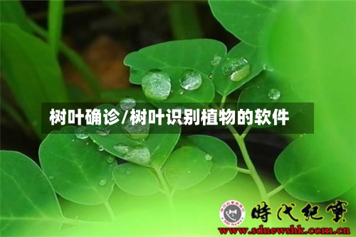 树叶确诊/树叶识别植物的软件