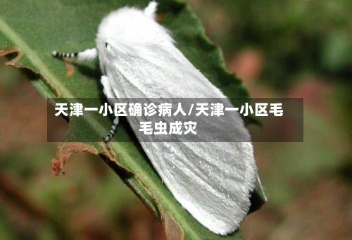 天津一小区确诊病人/天津一小区毛毛虫成灾