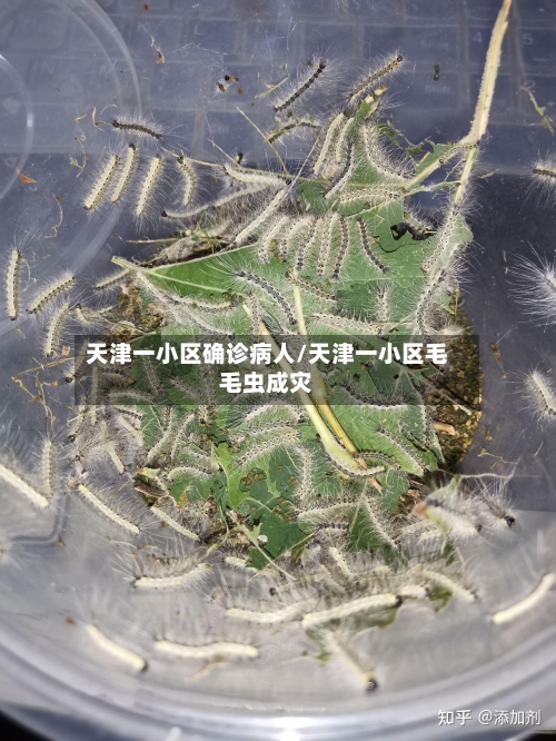 天津一小区确诊病人/天津一小区毛毛虫成灾-第3张图片