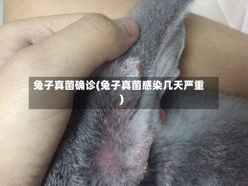 兔子真菌确诊(兔子真菌感染几天严重)-第2张图片